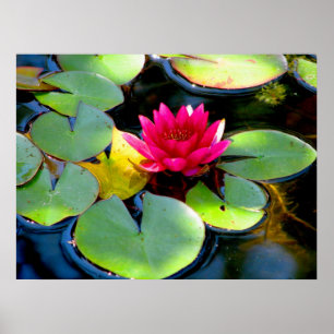 Water Lily Poster