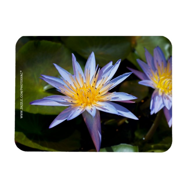 Water Lily Premium Magnet (Horizontal)