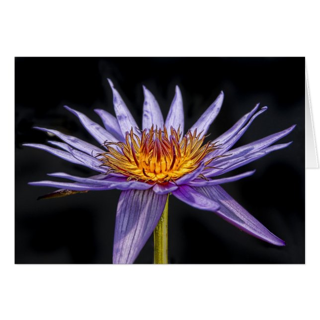 Water Lily Purple Tropical (Front Horizontal)