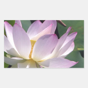 Water Lily Rectangular Sticker