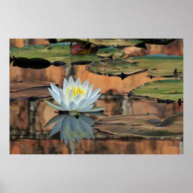 Water Lily Reflection Photo Poster Print (Front)
