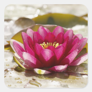 Water lily square sticker
