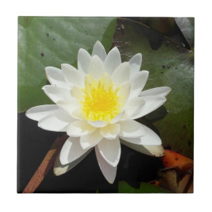 Water Lily Tile