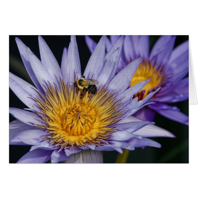 Water Lily with bumble bee (Front Horizontal)
