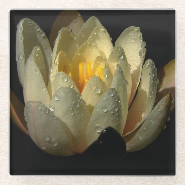 Water Lily with Dew Drops Glass Coaster (Front)