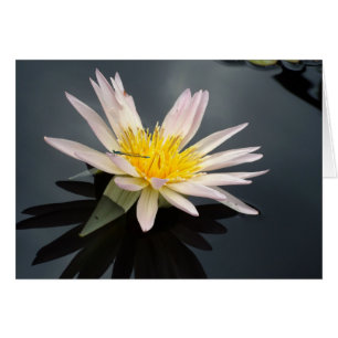 Water Lily with Dragonfly