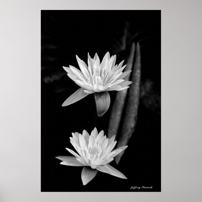 Water Lily's Poster (Front)