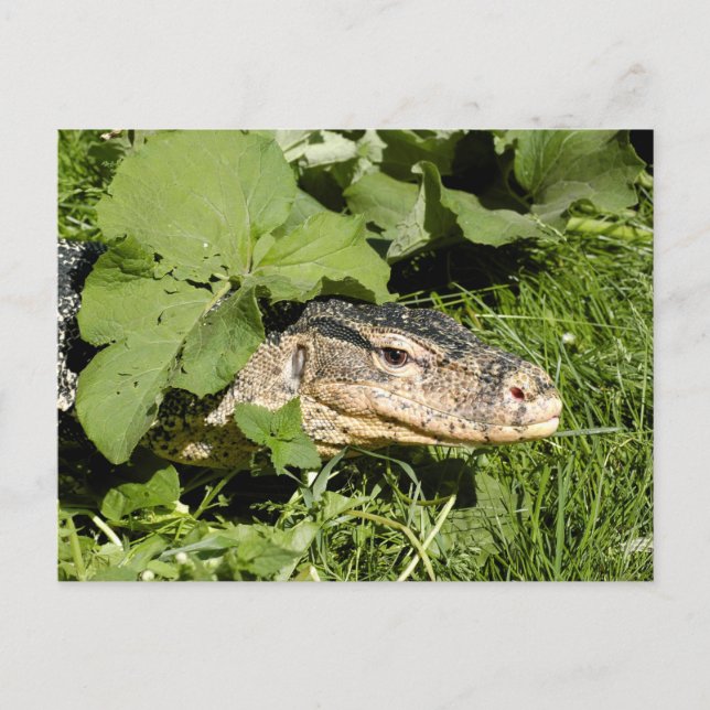 Water monitor lizard postcard (Front)
