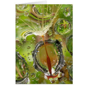 Water on dandelion seed, CA