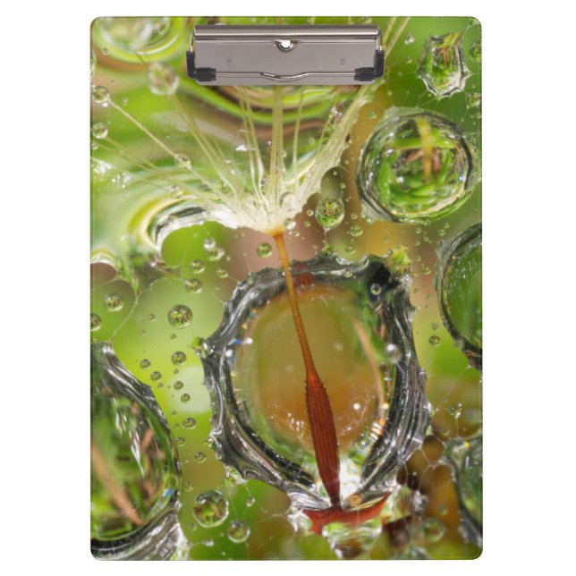 Water on dandelion seed, CA Clipboard (Front)
