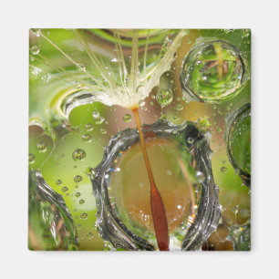 Water on dandelion seed, CA Magnet