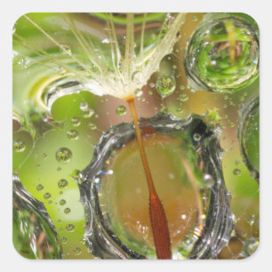 Water on dandelion seed, CA Square Sticker