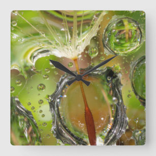Water on dandelion seed, CA Square Wall Clock