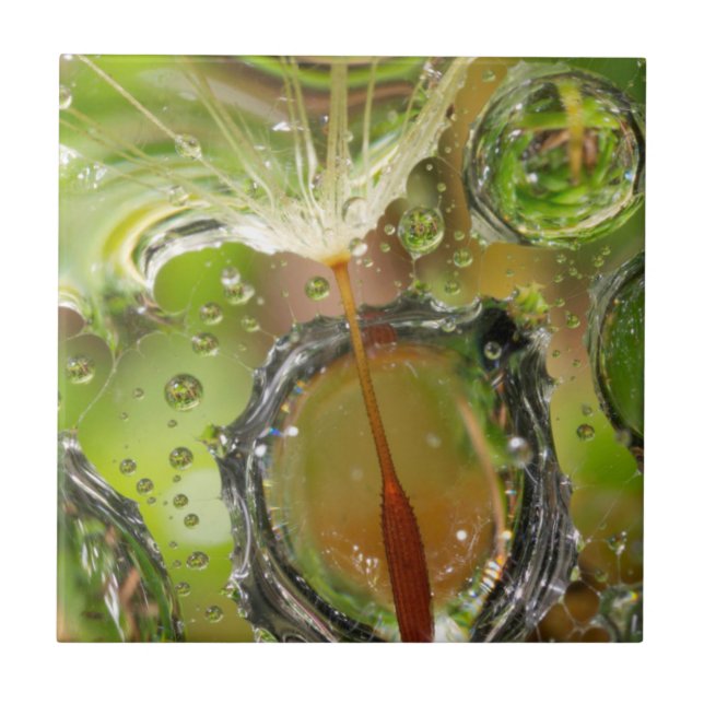 Water on dandelion seed, CA Tile (Front)