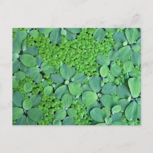 Water plant postcard