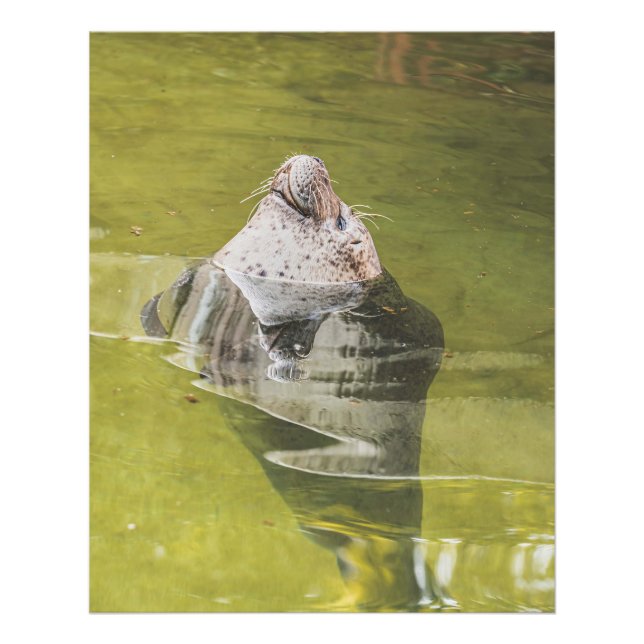 Water Seal Photo Print (Front)