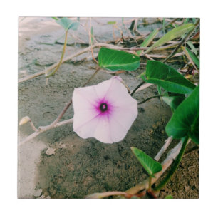 Water Spinach Flower In The Dam Ceramic Tile