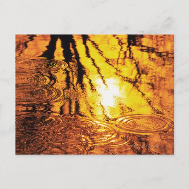 Water surface, close up postcard (Front)