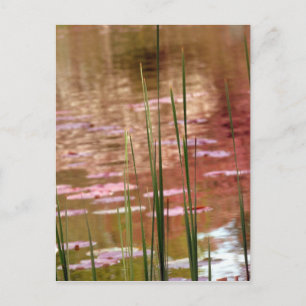 Water Through Reeds Postcard