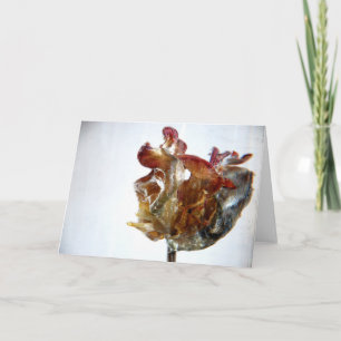 Water Tulip 4 2013 photograph Card