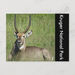 waterbuck sit postcard