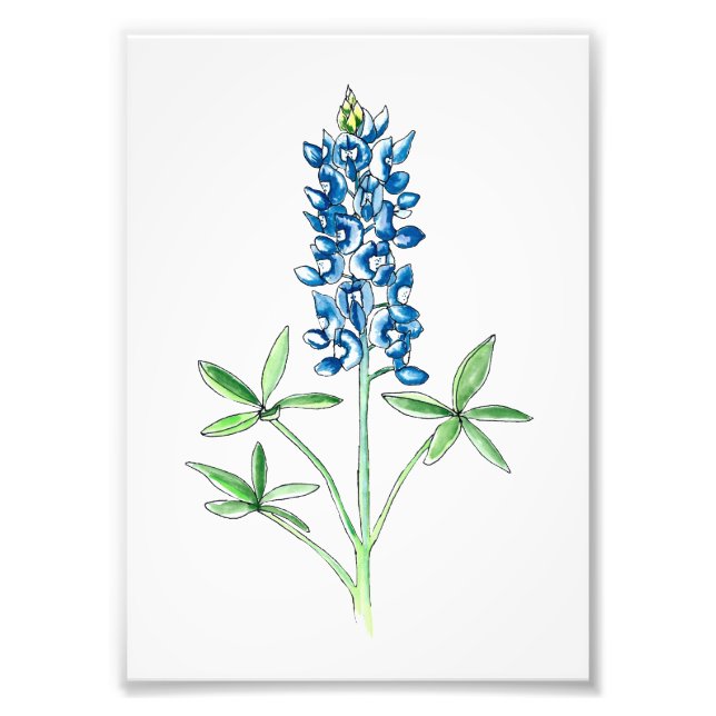Watercolor and Pen Bluebonnet Photo Print (Front)
