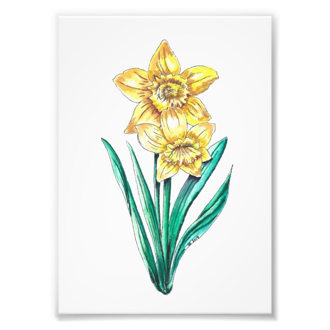 Watercolor and Pen Daffodils Photo Print (Front)