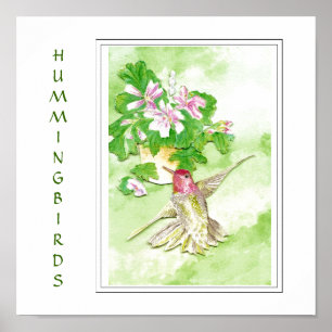Watercolor  Anna's Hummingbird -Bird  Print