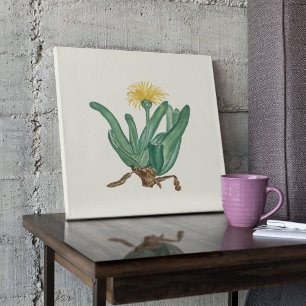 Watercolor Antique Botanical Cactus Print Poster