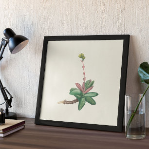 Watercolor Antique Botanical Print Poster