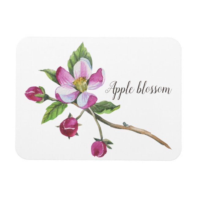 Watercolor Apple Blossom Botanical Magnet (Horizontal)