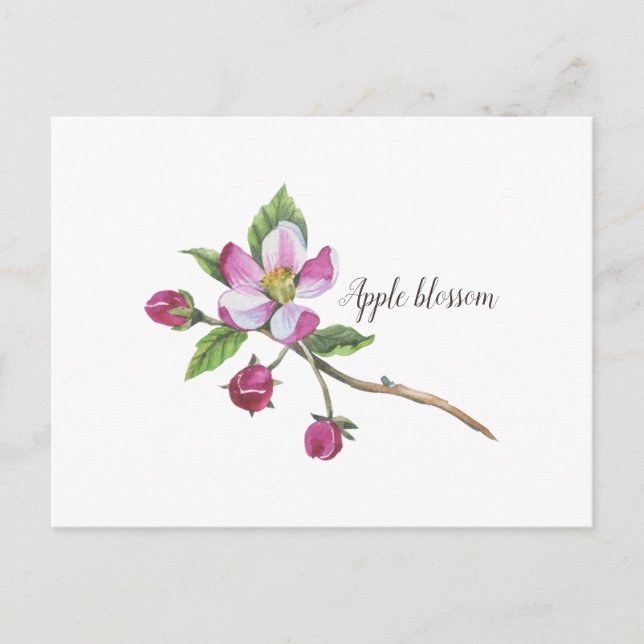 Watercolor Apple Blossom Botanical Postcard (Front)