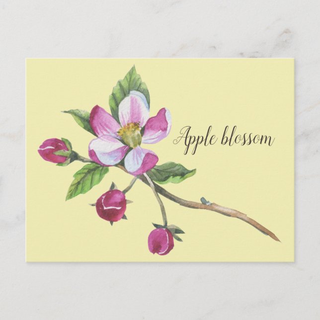 Watercolor Apple Blossom Botanical Postcard (Front)