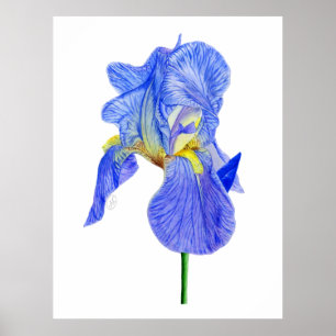 Watercolor Blue Iris Flower Postcard Poster