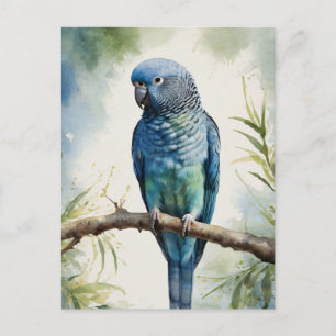 Watercolor Blue Parakeet Eucalyptus Tree Postcard