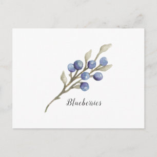 Watercolor Blueberries Botanical Postcard