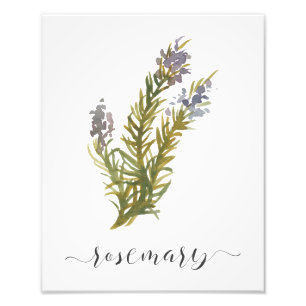 Watercolor Botanical Herb Print Rosemary
