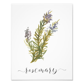 Watercolor Botanical Herb Print Rosemary