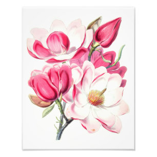 Watercolor Botanical Pink Magnolia Flowers Photo Print
