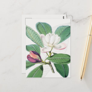 Watercolor Botanical White Magnolia & Green Leaves Postcard