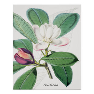 Watercolor Botanical White Magnolia & Green Leaves Poster
