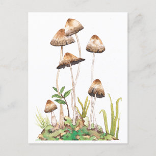 Watercolor Brown Forest Mushrooms Postcard