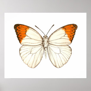 Watercolor butterfly, great orange tip poster