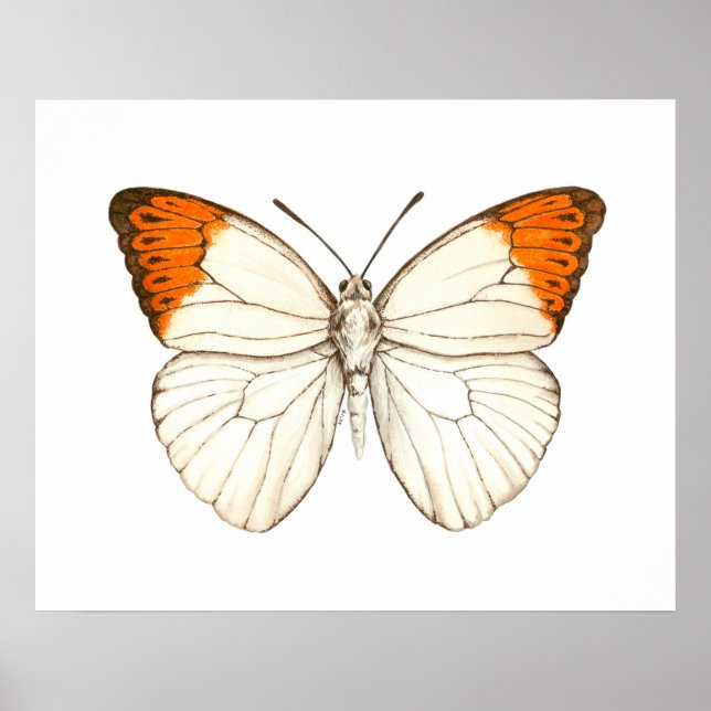Watercolor butterfly, great orange tip poster (Front)