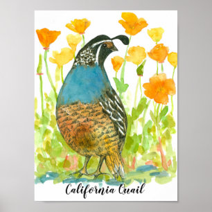 Watercolor California Quail Bird Poster