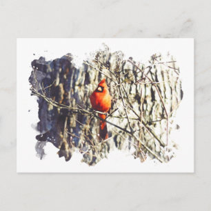 Watercolor Cardinal Postcard