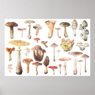 Watercolor Chart of Common Mushrooms