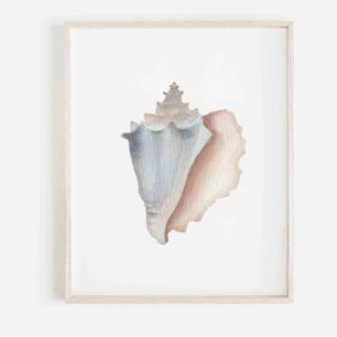 Watercolor conch print