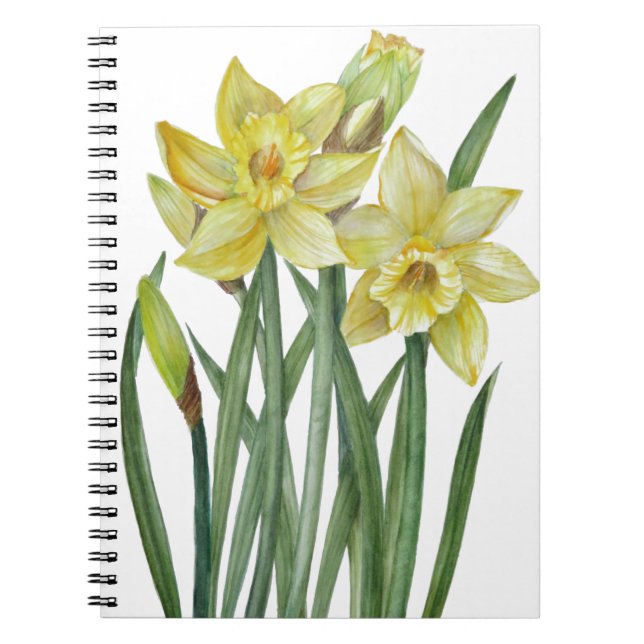 Watercolor Daffodils Flower Portrait Illustration Notebook (Front)