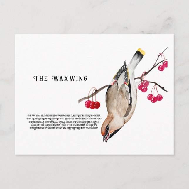 Watercolor design Forest bird waxwing Postcard (Front)